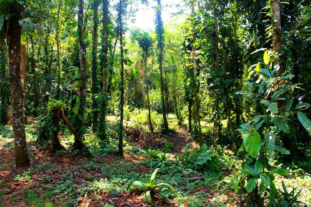 Sitio Das Bromelias Cachoeira Do Tombador Ubatuba Εξωτερικό φωτογραφία