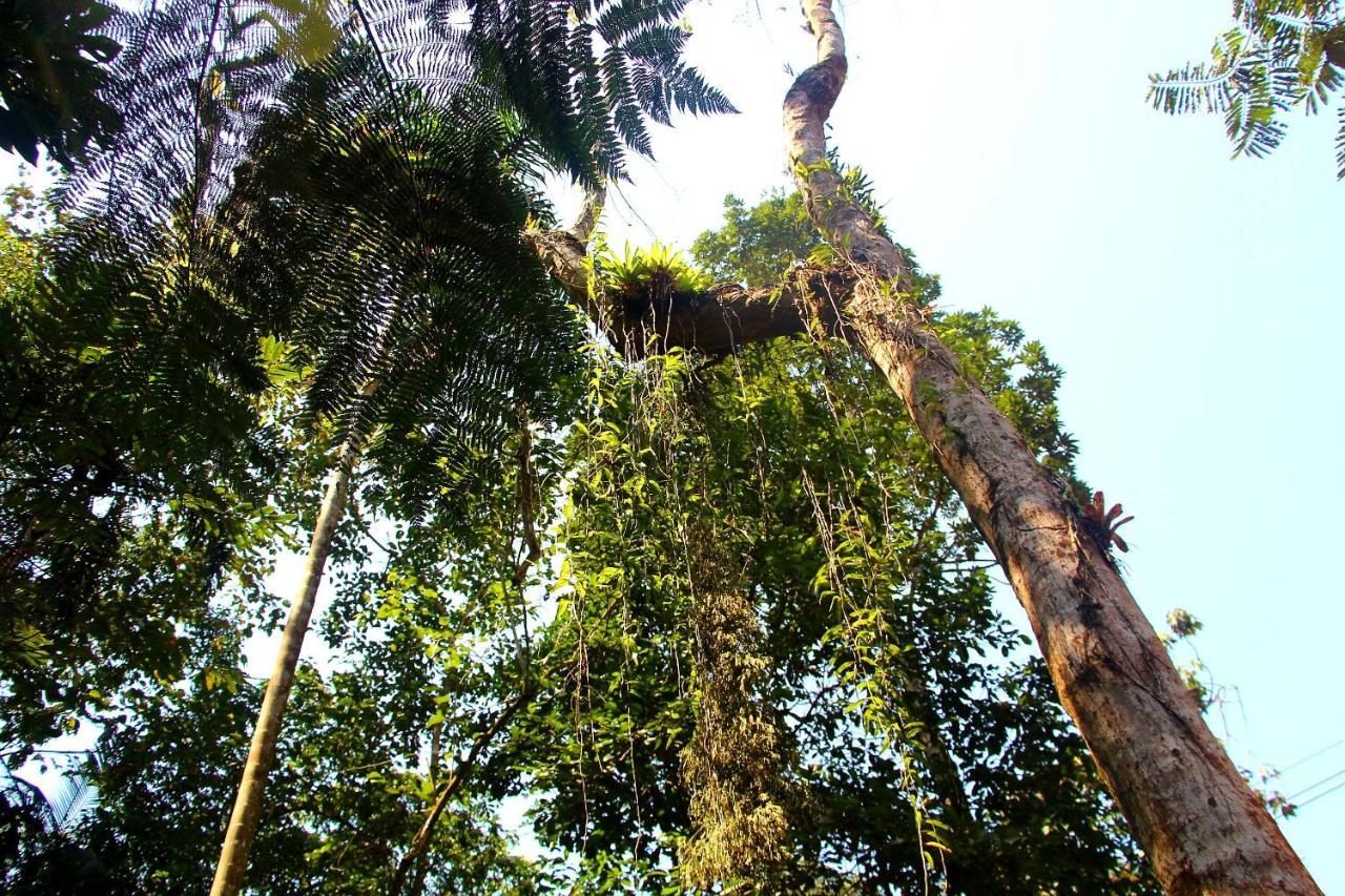 Sitio Das Bromelias Cachoeira Do Tombador Ubatuba Εξωτερικό φωτογραφία