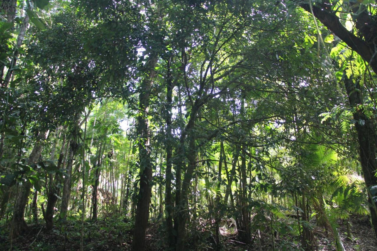 Sitio Das Bromelias Cachoeira Do Tombador Ubatuba Εξωτερικό φωτογραφία